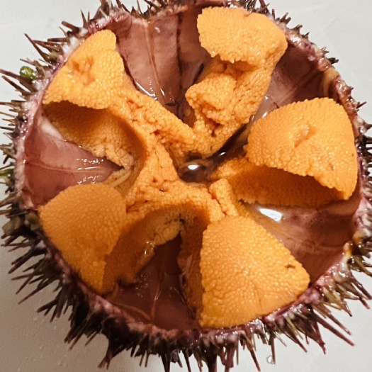 大连马粪海胆
