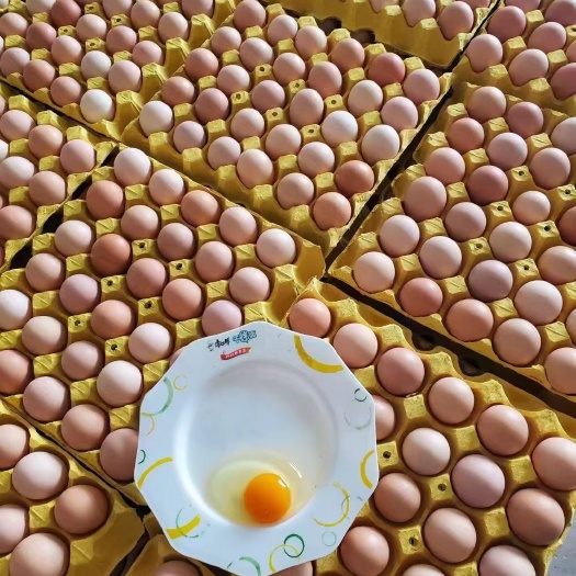 白凤 蒸煮炒金黄色 日产300件 保证质量口感香甜好吃
