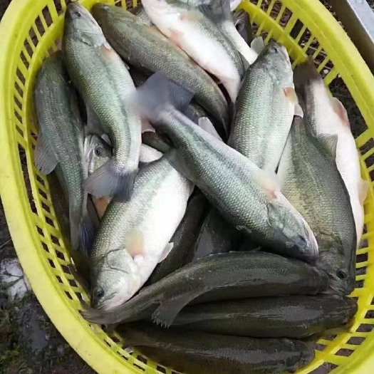广州【鲈鱼苗】加州鲈鱼苗海鲈鱼苗-全程已经训化吃饲料 价格优惠
