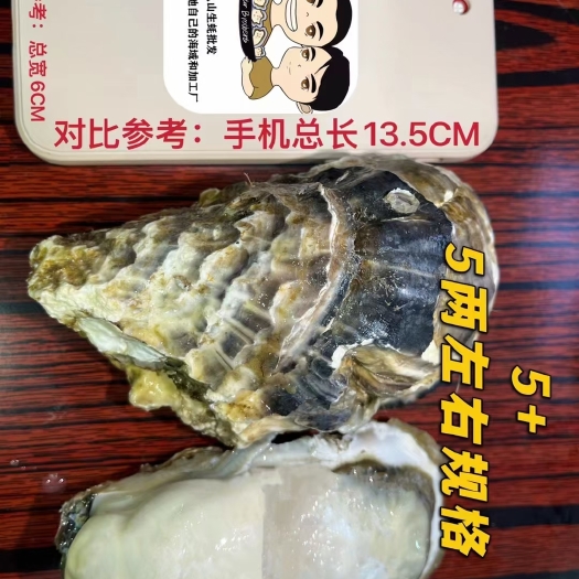深圳5+精品乳山生蚝