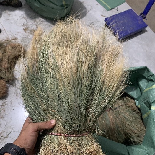 金平县云南高山金丝草 ，猫毛草，大量有货