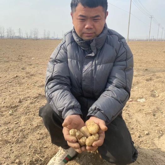 郓城县山东沙地洋姜基地大量出货欢迎老板采购下单，量大优惠洋姜质量好
