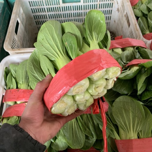 邯郸上海青，小油菜