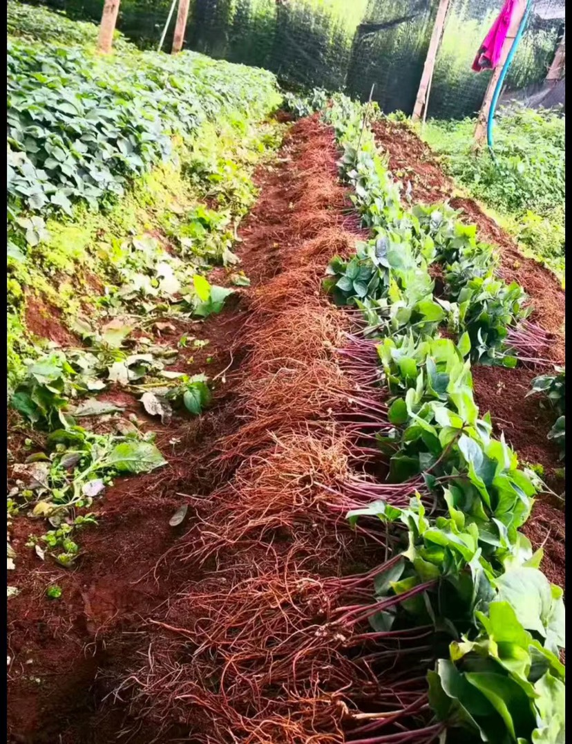 重樓苗  華 七葉一枝花 燈臺(tái)七