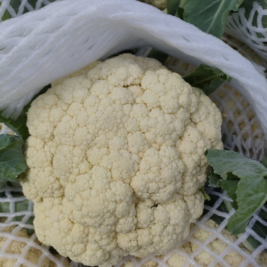 开封花菜大量上市质量保证，品质好。