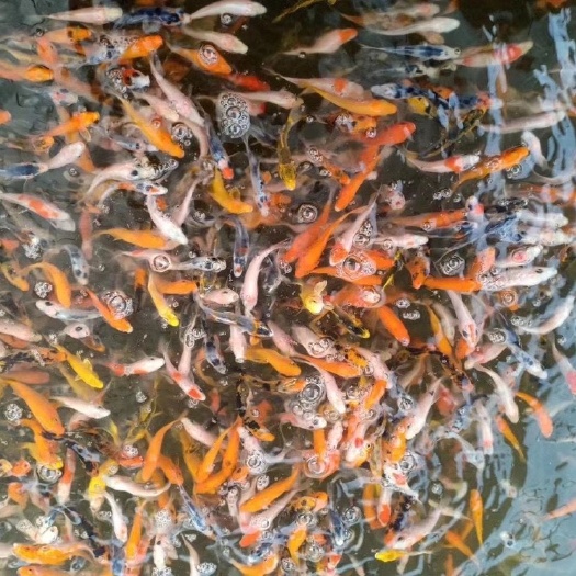 广州锦鲤鱼苗 观赏鱼批发 基地直供/技术指导养殖