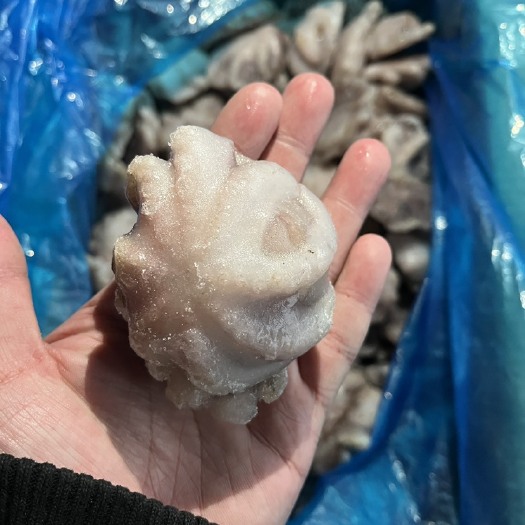 成都三去盐磨小八爪章鱼