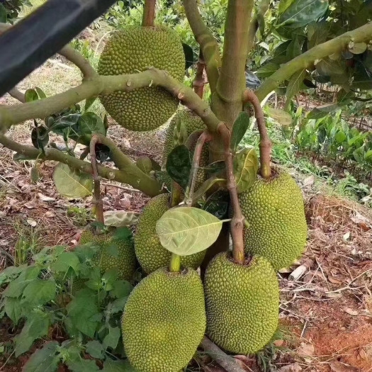 灵山县各种品种菠萝蜜树苗