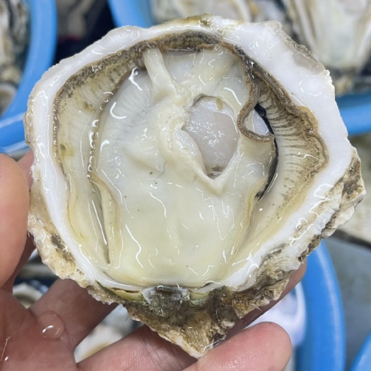 珠海三倍体