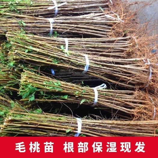 沭阳县实生毛桃苗桃树实生苗野生桃树苗未嫁接占地毛桃苗桃树原生粘木苗