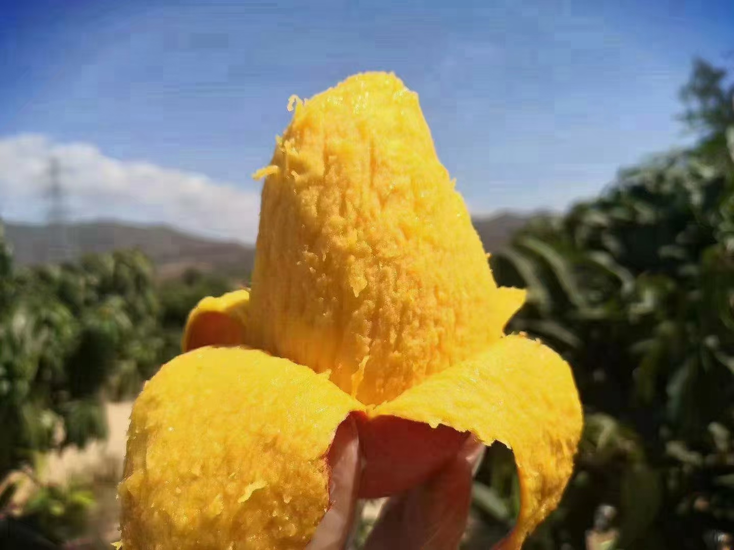 树上熟贵妃芒 自然成熟 果肉细腻 皮薄多汁