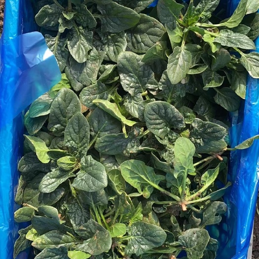启东市趴地菠菜，江苏南通启东，2.3一斤，欢迎采购商进货。
