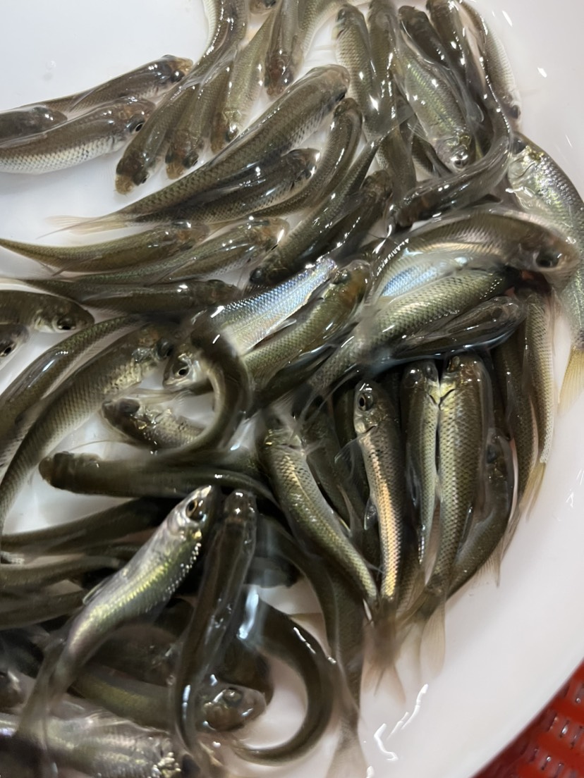 土鲮鱼苗  麦鲮鱼苗  泰鲮鱼苗  饵料鱼  养殖场直供