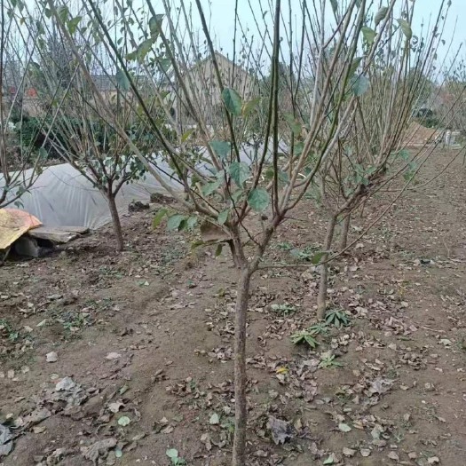 新沂市出各种类型梅树