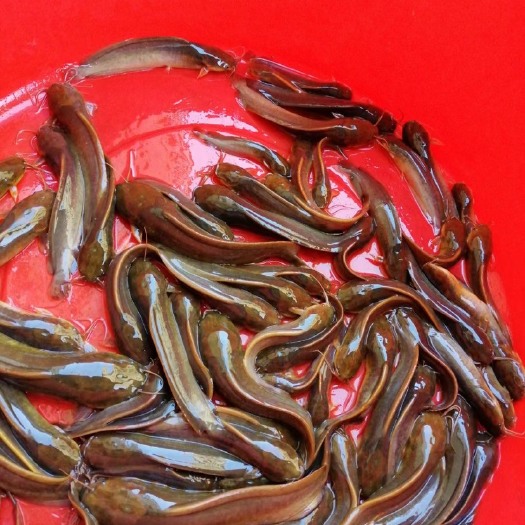 肇庆鲶鱼