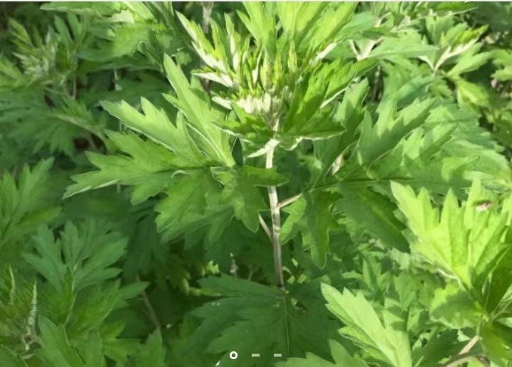 景谷县艾条 定制加工