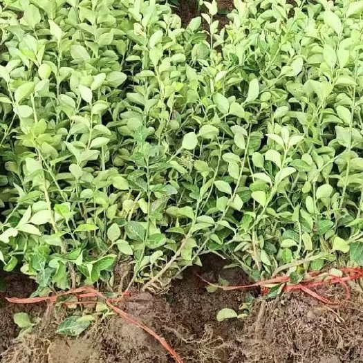 沭阳县卫矛苗15–20高