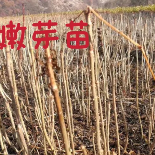 尚志市刺嫩芽苗 刺老芽苗 黑龙江抗寒户外自然过冬零下四十度