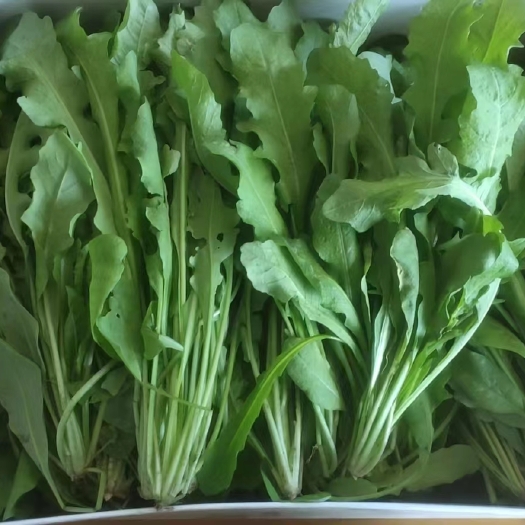 虞城县荠荠菜