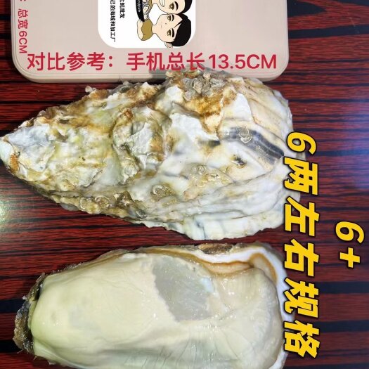 深圳6+精品乳山生蚝