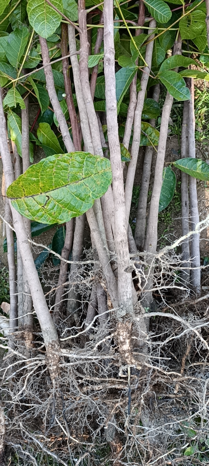 黑橄榄实生地苗，1至3公分大的都有货。量大从优！。