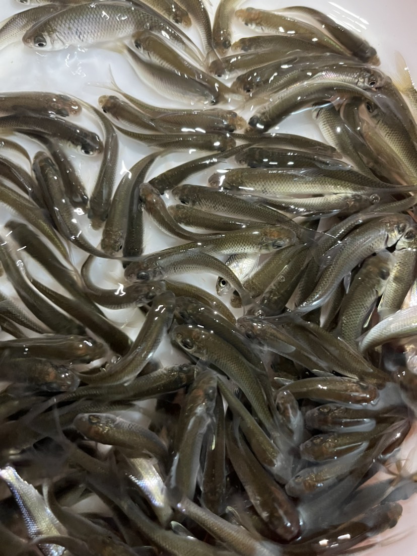 土鲮鱼苗  麦鲮鱼苗  泰鲮鱼苗  饵料鱼  养殖场直供