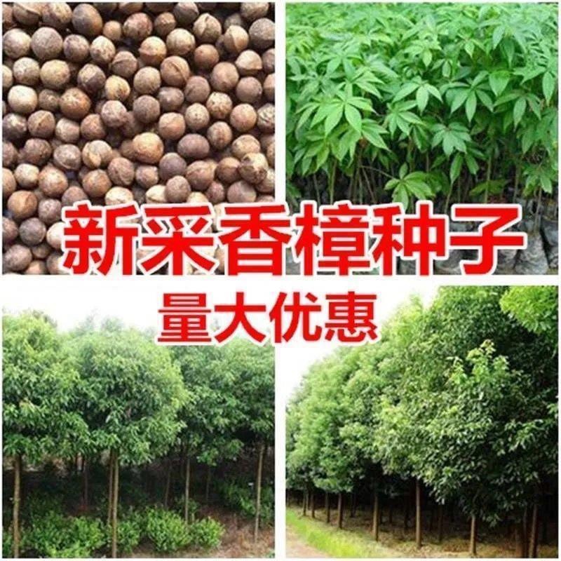 杭州新采香樟种子大叶小叶香樟籽绿化行道香樟树种子四季青樟树种子