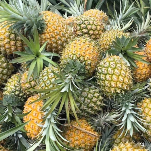 云南 红河 纯甜菠萝