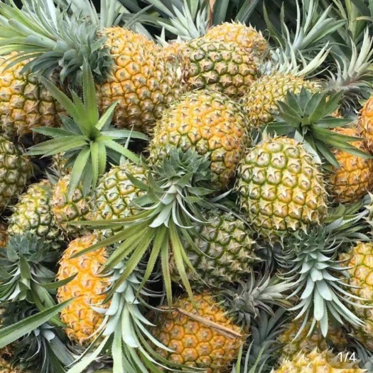 西安云南 红河 纯甜菠萝