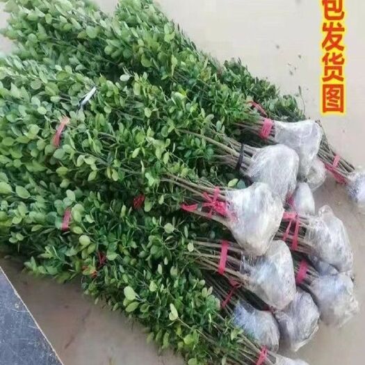 沭阳县北海道黄杨苗篱笆围栏庭院绿化黄杨苗四季常青大叶直立冬青树苗
