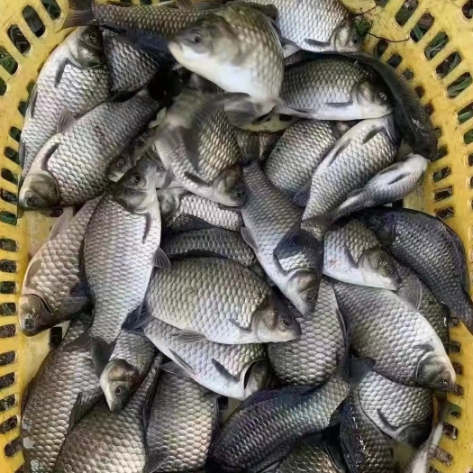 三台县鲫鱼苗中了3号/海大鲫鱼苗