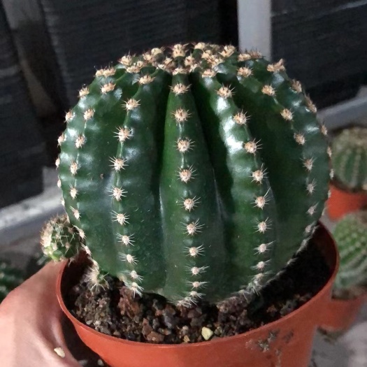 漳州新品种仙人球，实生彩草短刺，24装