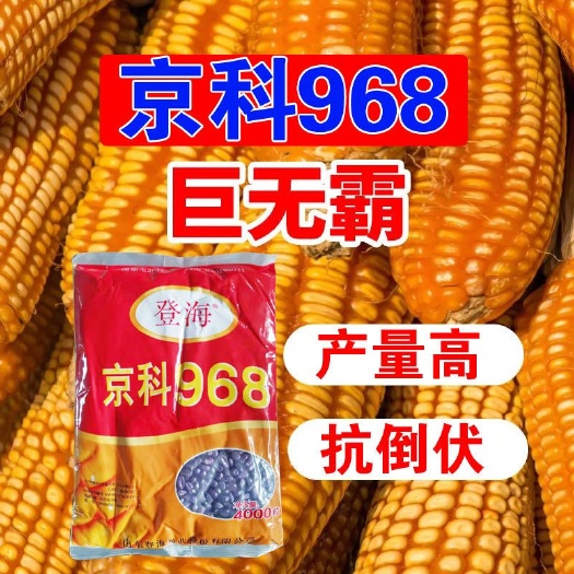 登海京科968玉米种子批发白轴大棒抗病抗倒伏产量高适应能力强