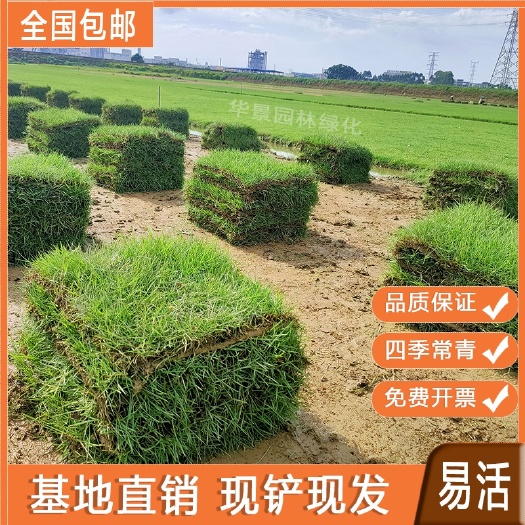 沭阳县绿化草皮真草坪带泥土马尼拉百慕大四季青大叶油耐旱免剪易活