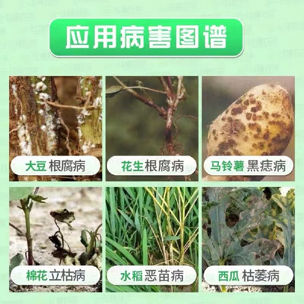 先正达 适乐时 咯菌腈农药杀菌种衣剂拌种剂萎灰霉菌核病