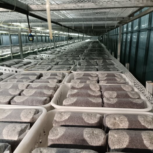 太康县金耳菌包大量供应，工厂直销