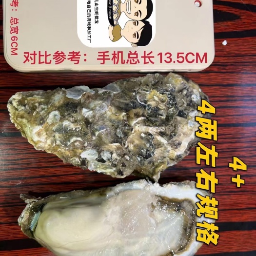 深圳4+精品乳山生蚝