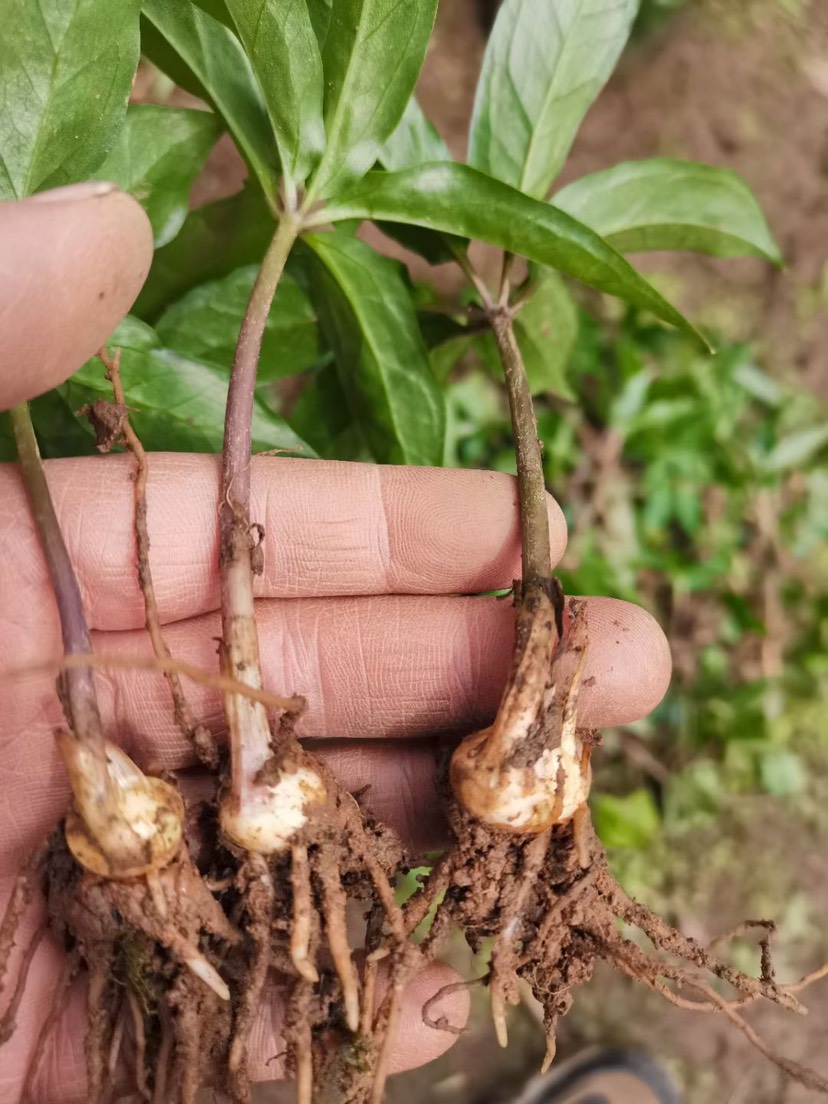 重樓苗  華 七葉一枝花 燈臺(tái)七