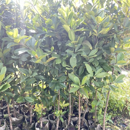 惠州巴西甜樱桃果树苗  原杯发货