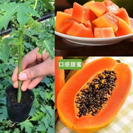 灵山县红心木瓜苗大青红心木瓜苗