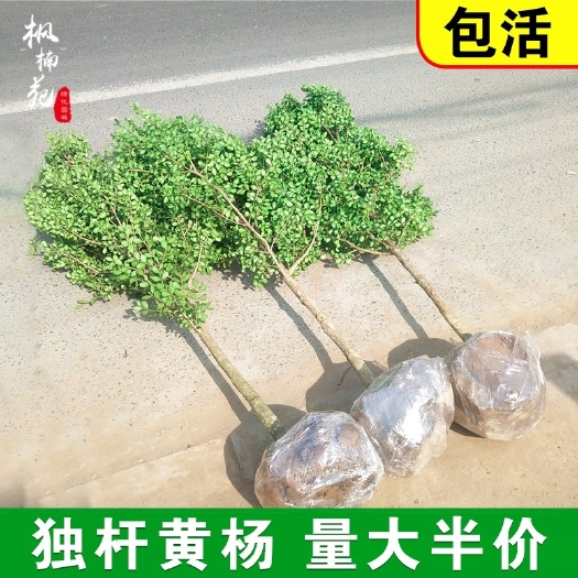 沭阳县黄杨 黄杨树  黄杨球基地直售