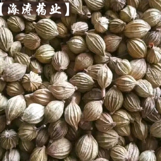 鄄城县【香砂】产地保质保量.一手货源大货供应.规格齐全量大优惠