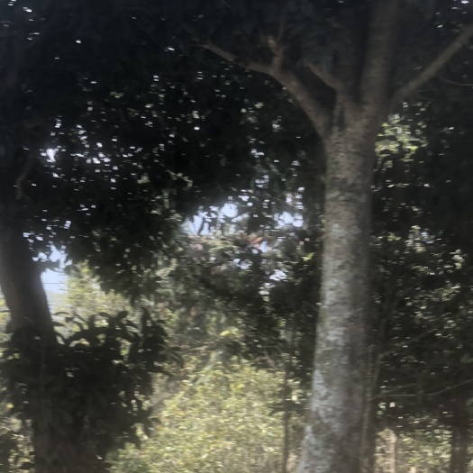 永春县丹桂，桂花树