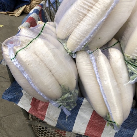 蒲江县白萝卜