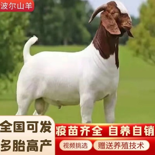 砀山县波尔山羊羊羔马头种公羊怀孕母羊羊苗
