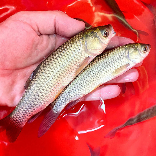 南宁广西草鱼苗草皖鱼苗草鱼苗鱼场直销品种优良打过疫苗