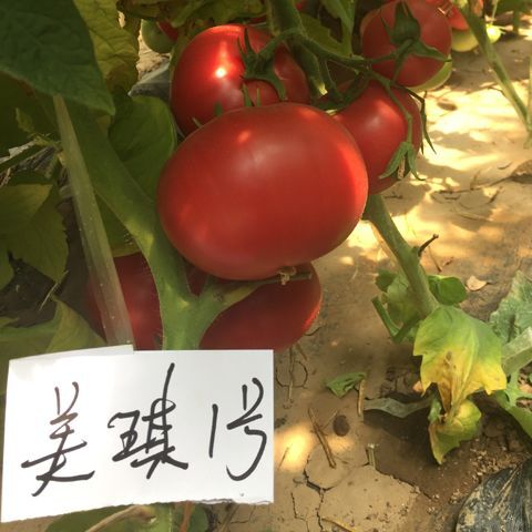 西红柿番茄种子水果番茄杨凌高科阳台四季种植美琪1