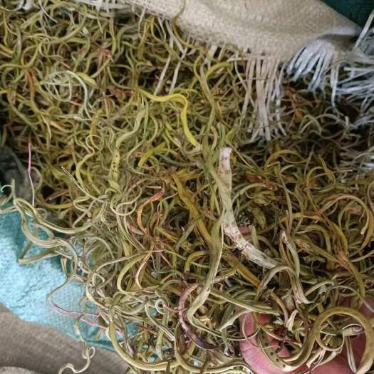 昆明化石草  猫须草 深山老林化石草 肾精茶 化石草大货批发