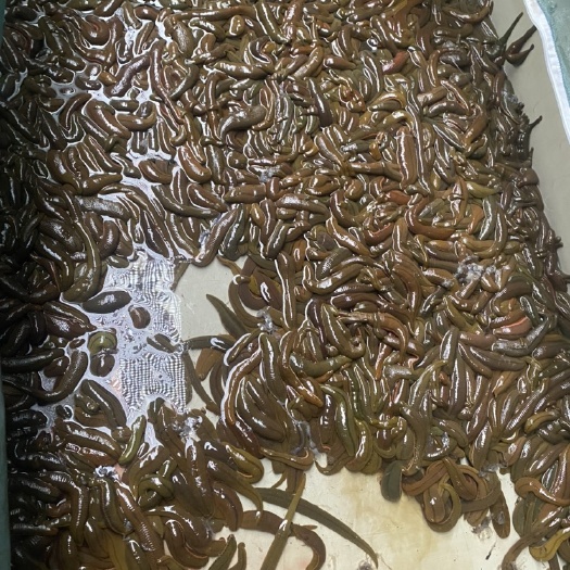 广州蚂蝗，菲牛蛭