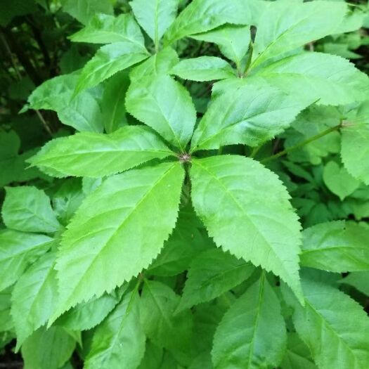 凤城市短梗刺五加(别名:刺拐棒)树苗出售。是采集山野菜的优良品种。